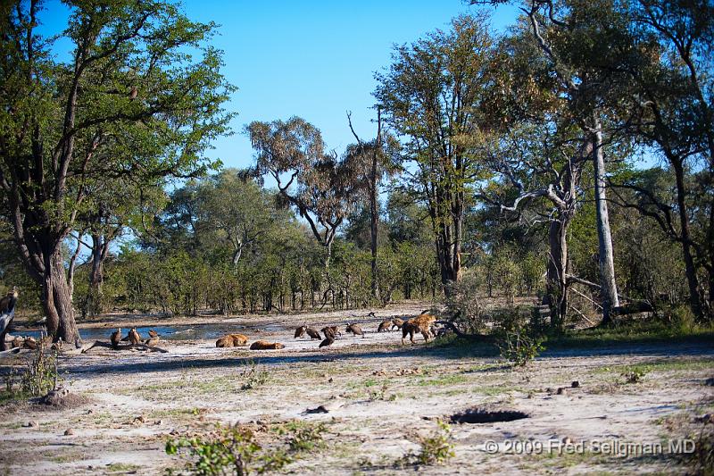 20090617_161202 D3 X1.jpg - Hyena Feeding Frenzy, Part 2. More of the hyenas seem to have had their fill, but the vultures are still not allowed to feed